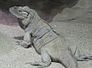 leguan